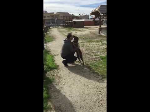 Dog reunites with owner after three years, realizes who he is, loses its mind.