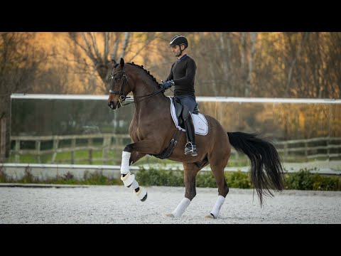 Figo Plus - Amateur Friendly Hanoverian Gelding at PSG Level