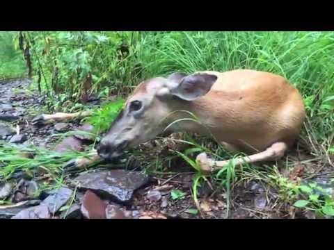 download lagu mp3 mp4 Deer With Broken Leg, download lagu Deer With Broken Leg gratis, unduh video klip Deer With Broken Leg