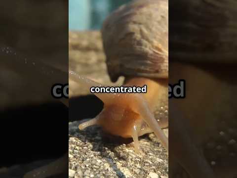 The Horrifying Effects of Salt on Snails