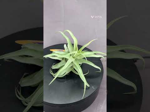 ブルーティランジア 植物