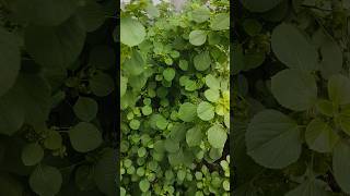 Download lagu DAUN CATNIP BUAT KUCING‼️#feedshorts #shortsfeed #fypshorts #trendingshorts #viralshorts #shorts mp3