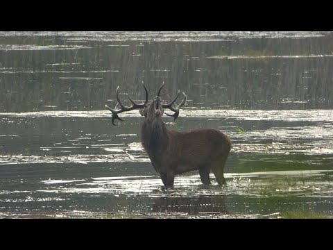 Hirschbrunft 2021  - 14 Ender im Portrait
