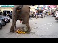Elephant Doing Poop And Pee Potty
