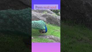 pavo real azul.# alas