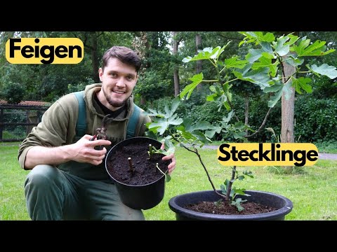 Feigen selber vermehren und Update nach einem Jahr!