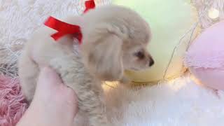 ハーフ犬の動画01