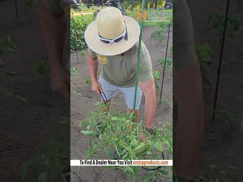 Growing tall tomato plants