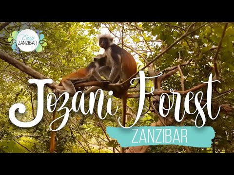 image-What to do in Jozani forest?