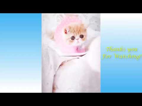 Funny And Cute Cat'S Life Part 11 Cats And Owners Are The Best Friends Videos