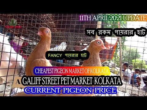 GALIFF STREET CHEAPEST FANCY PIGEON MARKET KOLKATA INDIA| FANCY PIGEON PRICE | 11TH APRIL 2021 VISIT