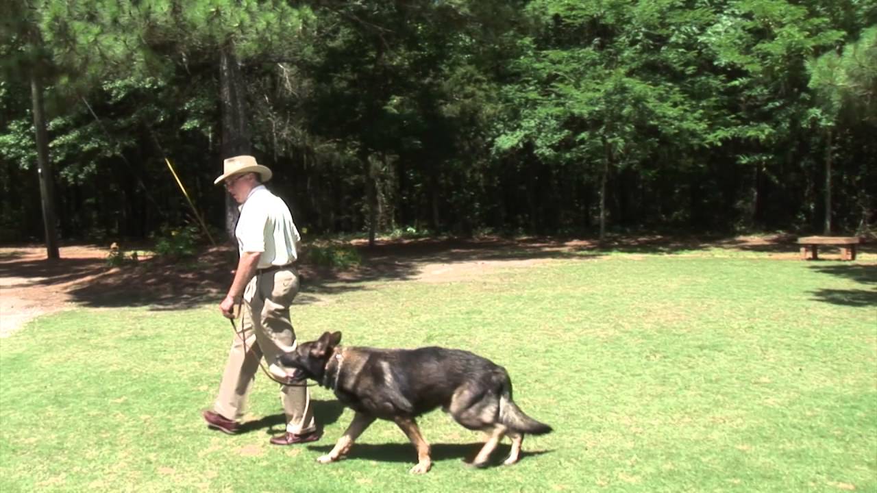 Dog Obedience Training