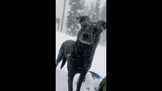 Pooch Powder Rider | DestinatioNow #shorts