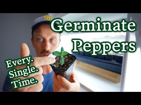 How To Germinate Pepper Seeds Easily & Efficiently