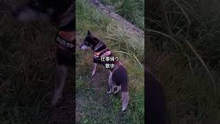[ #保護犬 ]仕事帰り散歩日暮れ