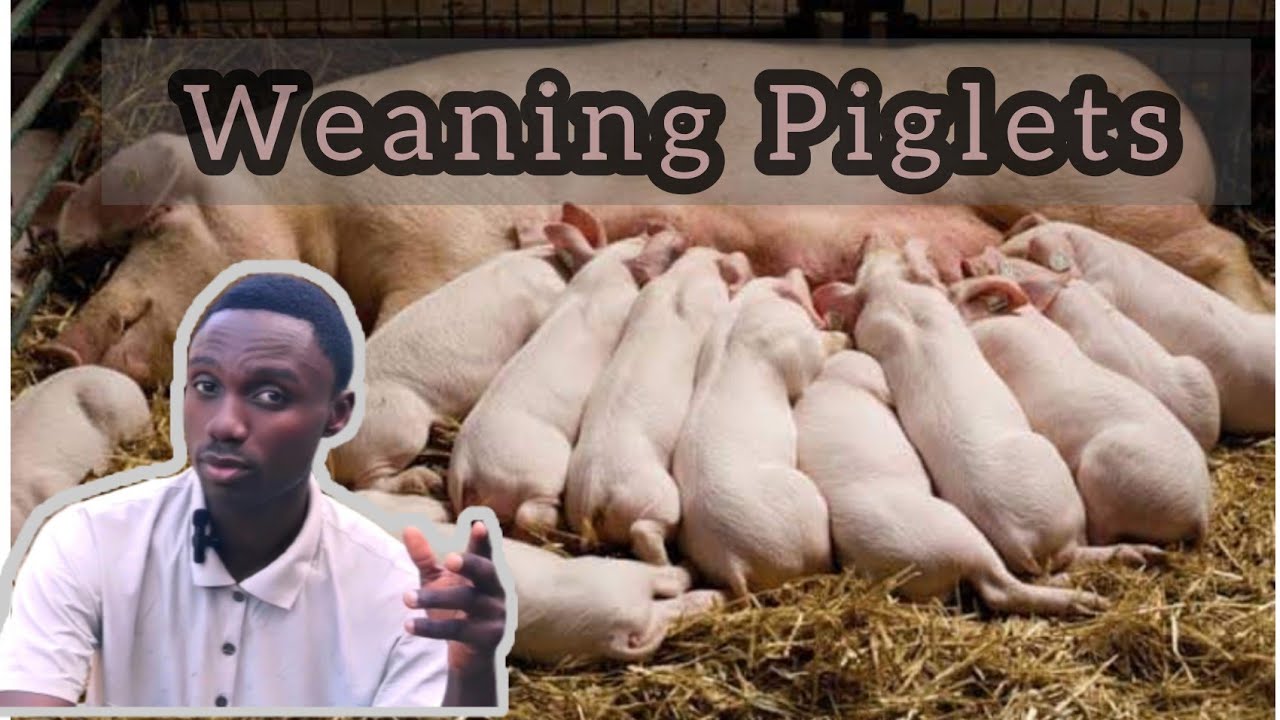 How to wean a piglet (Best Pig Farming Tips)