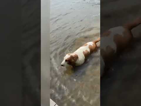 #water #bassethound #doglife #dog #pool #pets #petlover #doglover #hound