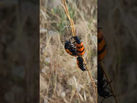 His turn has been missed, but he is not ready to leave.