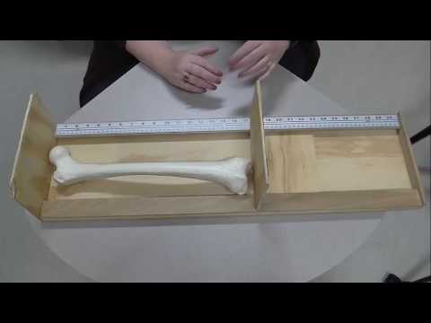 Long Bone Measurement