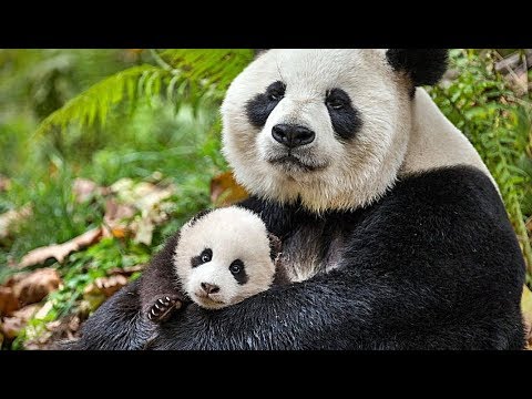 BORN IN CHINA | Trailer deutsch german [HD]