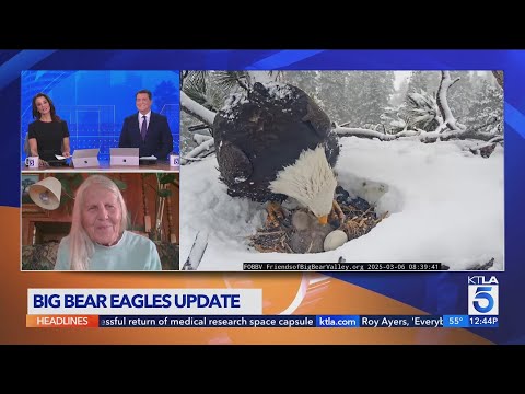 3rd bald eagle chick hatching in Big Bear