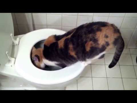Cat Drinking Toilet Water