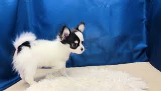 チワワ(ロング)の動画01