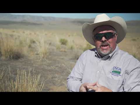 ARS scientists at the Great Basin Rangelands Research Unit in Reno, NV, have found success using pre-emergent herbicides as part of an integrated management plan to control cheatgrass, an aggressive, invasive weed from central Asia.
