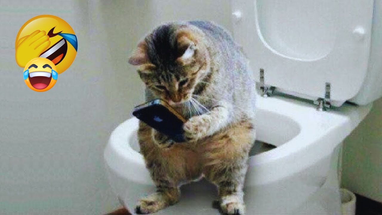 Funny Animals Compilation 🐶😻 Funniest Cats and Dogs 2025 😻🐶