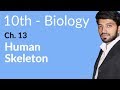 10th Class Biology Human Skeleton Biology Chapter 13 Biology 10th Class
