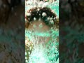 Splash