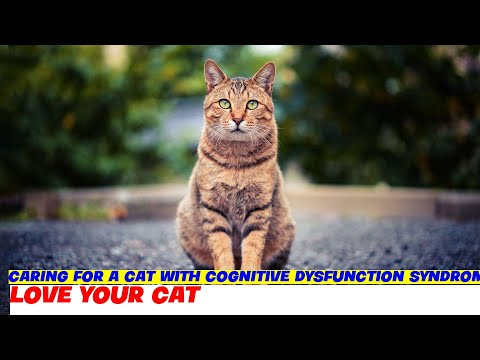 Cuidando de um gato com síndrome de disfunção cognitiva (demência)