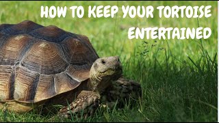 How To Keep Your Tortoise Entertained