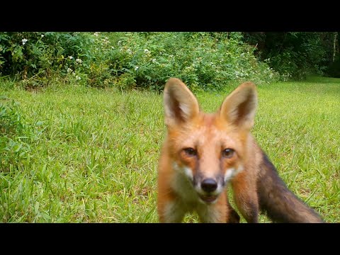 Fox Pup Catches Two Voles and Practices Hunting Skills