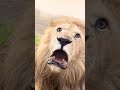 Lion growls while looking at photographer! 🦁🫣  -  🎥 Viralhog