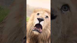 Lion growls while looking at photographer! 🦁🫣  -  🎥 Viralhog