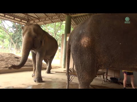 Elephant Walks Straight To Stand By And Encourage Her Friend During Treatment - ElephantNews