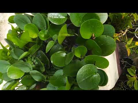 Hydrocleys nymphoides Water poppy with Mosaic plant