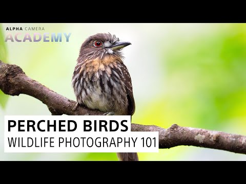 Wildlife Photography 101: Perched Birds | Alpha Camera Academy Highlight