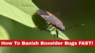 Quick and Easy Tricks: How to Get Rid of Boxelder Bugs
