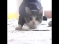 Olha o Vigo Vigo cat 