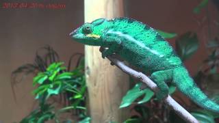 preview picture of video 'カメレオン 上野動物園 Japan Trip 2013 Tokyo Ueno Zoo Chameleon 498'