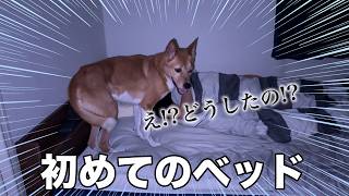 【6年目初】初めて自らベッドに登った保護犬がこちら【感激】