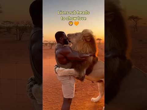 Most Incredible Wild Animals Friendship