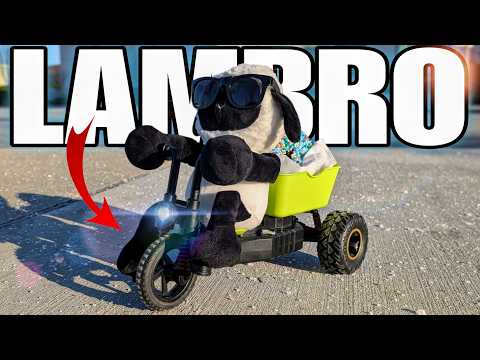 This RC Lamb Tricycle Is Pure Ridiculous Fun!
