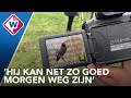 Pestvogel trekt veel bekijks in Noordwijkerhout - OMROEP WEST