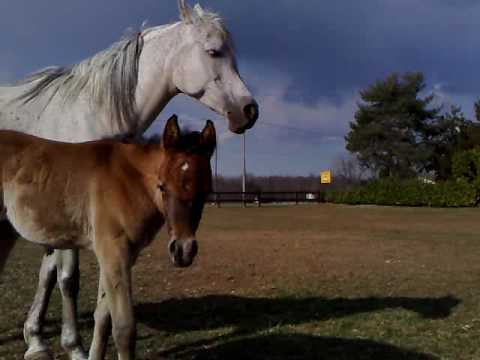 Creola  (Ajman Moniscione x Cleopatra)& Cleopatra LC (Brianz Xaver x Creta Moniscione)