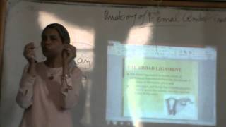 Gynaecology - Dr.Nadine Alaa - Anatomy of the female genital tract