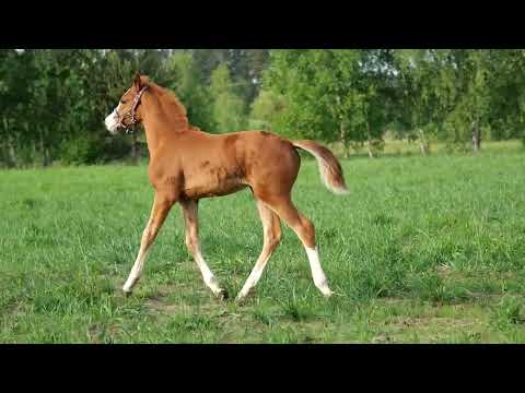 Trinity-H [Baloutaire PS x Liguster]