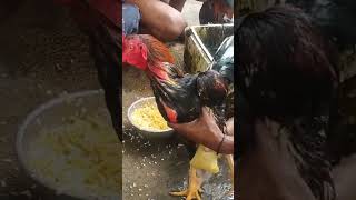 Download lagu Chicken Watering Round One II Watch the long video on BK90 Channel #shorts #videoshort mp3